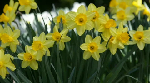 Daffodil (narcissus)  Vídeos de archivo 693669