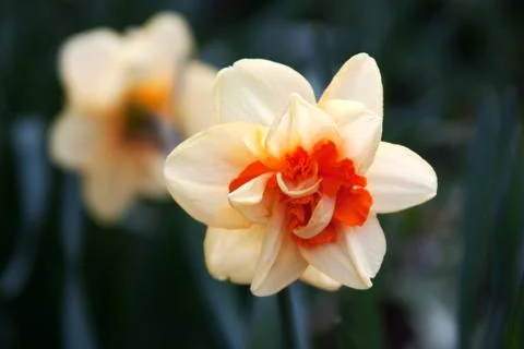 Daffodil (Narcissus) Stock Photos