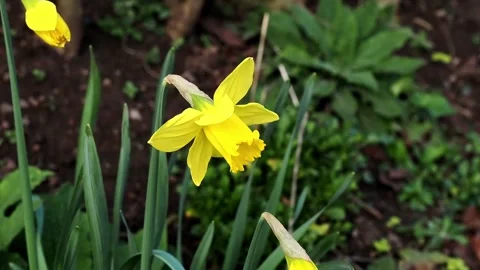 Daffodil (Narcissus), yellow easter spring flowers, gently swaying in the wind. Stock Footage 331228866