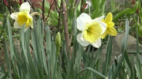 Daffodil Narcissus yellow flower in bloom in spring 스톡 동영상 49714537