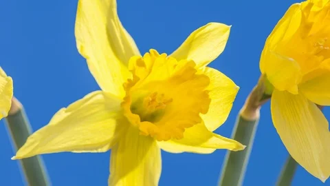 Daffodil opening timelapse on bluescreen background blue Stock Footage 107041801
