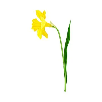 Daffodil or Jonquil Spring Flowering Plant with Yellow Flower and Leafless Stem Stock Illustration