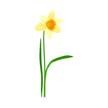 Daffodil or Jonquil Spring Flowering Plant with Yellow Flower and Leafless Stem Stock Illustration