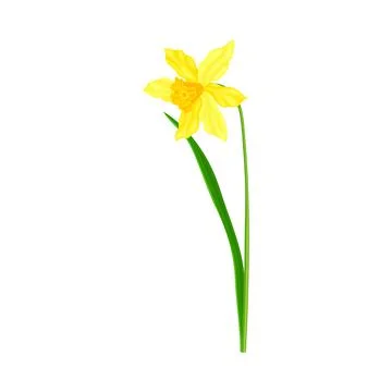 Daffodil or Jonquil Spring Flowering Plant with Yellow Flower and Leafless Stem Stock Illustration