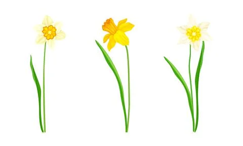 Daffodil or Jonquil Spring Flowering Plant with Yellow Flower and Leafless Stem Stock Illustration