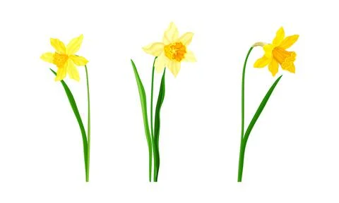 Daffodil or Jonquil Spring Flowering Plant with Yellow Flower and Leafless Stem Stock Illustration