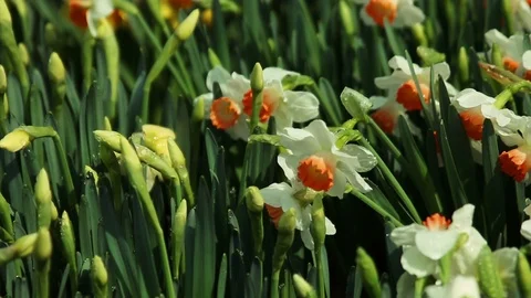 Daffodil or Narcissus. Stock Footage 100976458