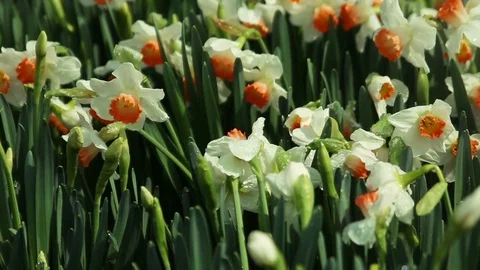Daffodil or Narcissus. Stock Footage 100976464