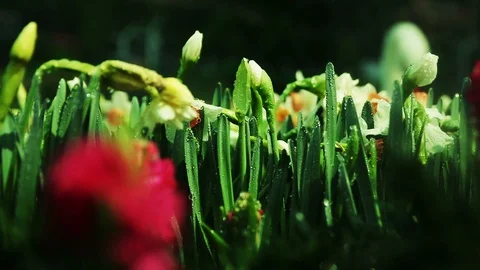 Daffodil or Narcissus. Stock Footage 100976479