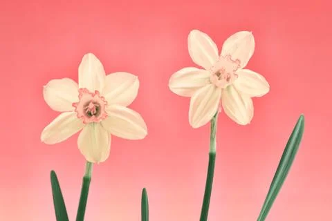 Daffodil Pair in Pastels Stock Photos