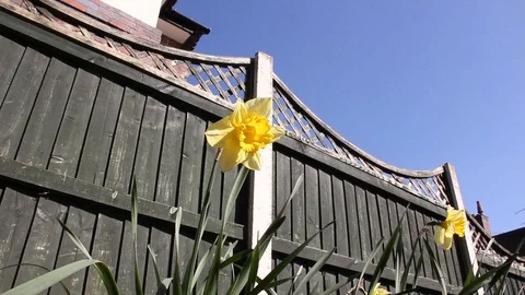 Daffodil Pan HD Stock Footage 128427756