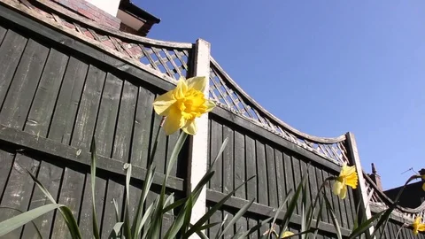 Daffodil Pan HD Stock Footage 128428860