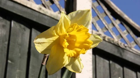 Daffodil Pan HD Stock Footage 128429697