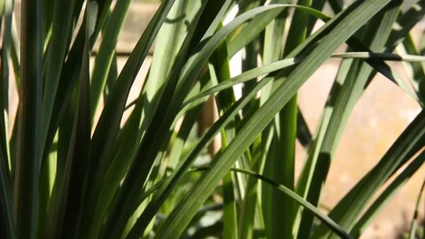 Daffodil Pan HD Stock Footage 128429944