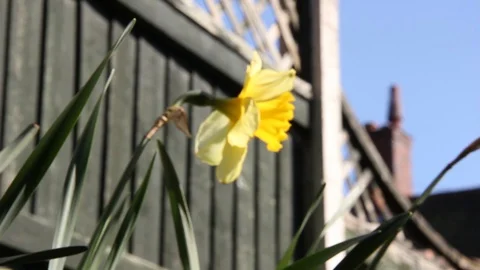 Daffodil Pan HD Stock Footage 128429949