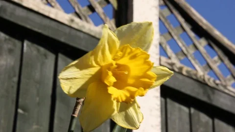Daffodil Pan HD Stock Footage 128430198
