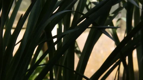 Daffodil Pan HD Stock Footage 128431360