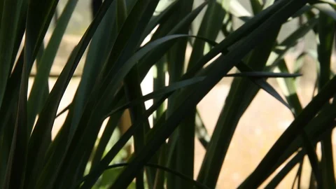 Daffodil Pan HD Stock Footage 128431441