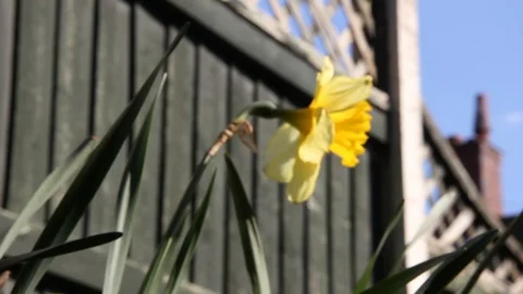 Daffodil Pan HD Stock Footage 128431443