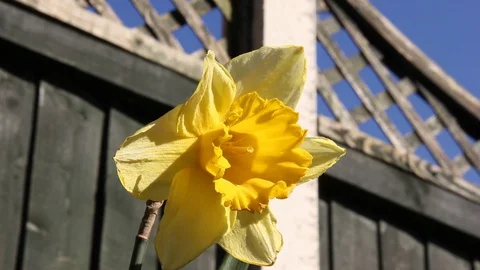 Daffodil Pan HD Stock Footage 128432692