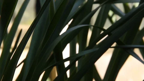 Daffodil Pan HD Stock Footage 128439367