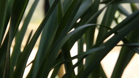 Daffodil Pan HD Stock Footage 128439458