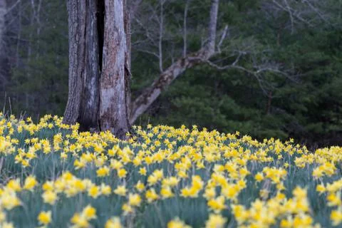 Daffodil Patch At Base of Old Tree Trunk Stock Photos
