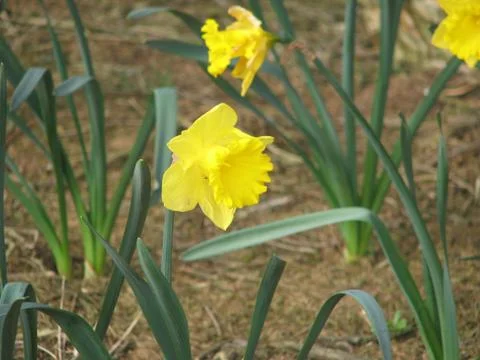 Daffodil Stock Photos