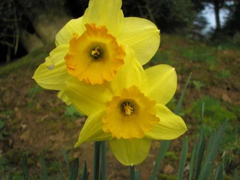 Daffodil Stock Photos