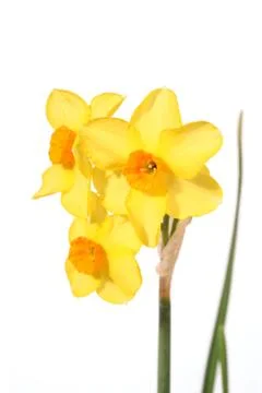 Daffodil Stock Photos
