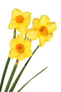Daffodil Stock Photos