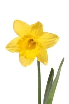 Daffodil Stock Photos