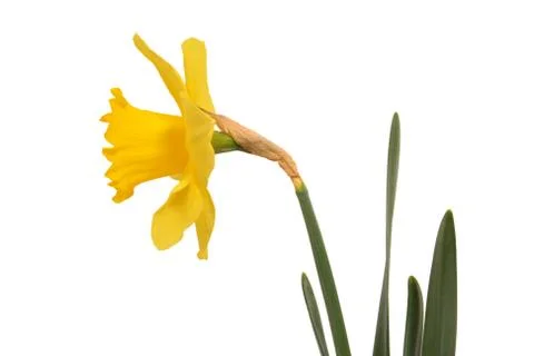 Daffodil Stock Photos