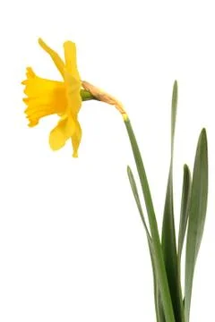 Daffodil Stock Photos