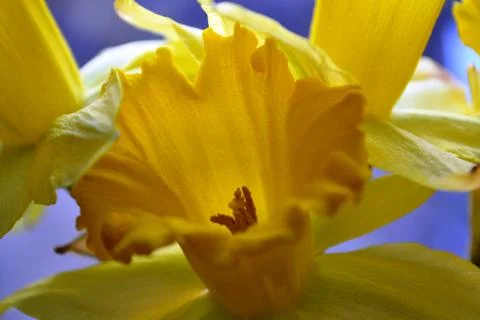 Daffodil Foto stock