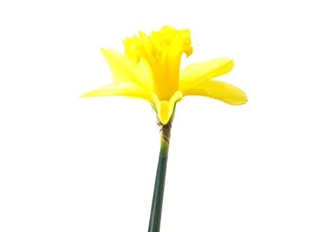 Daffodil Stock Photos