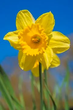 Daffodil Stock Photos