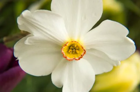 Daffodil Stock Photos