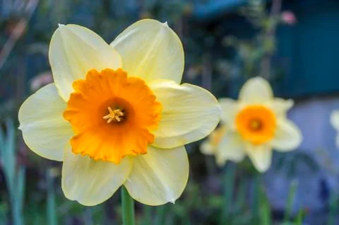 Daffodil Stockfoto's