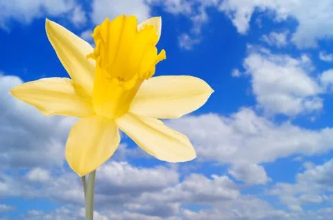 Daffodil Stock Photos