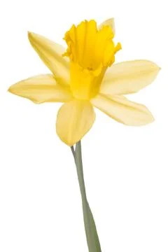 Daffodil Stock Photos