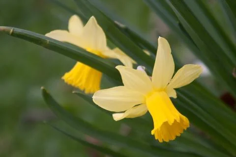 Daffodil Stock Photos