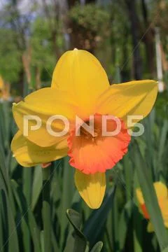 Daffodil Stock Photos