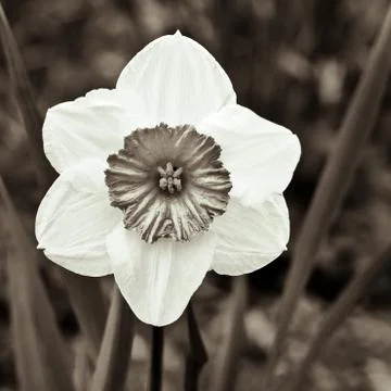 Daffodil Stock Photos