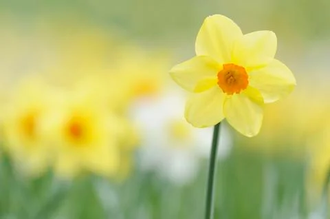 Daffodil Stock Photos