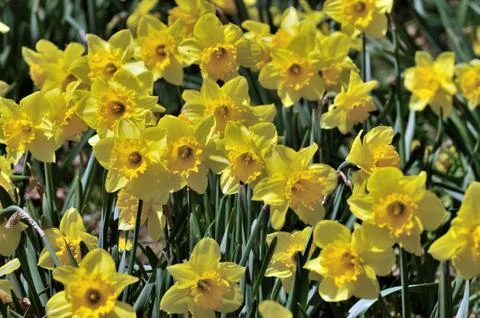 Daffodil Stock Photos