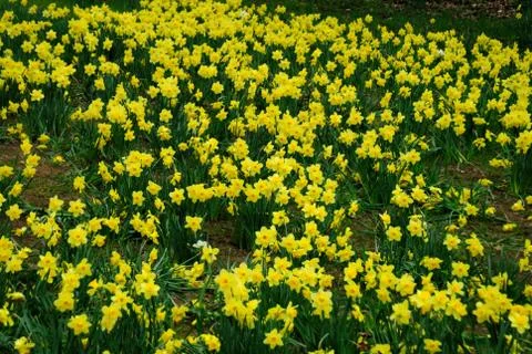 Daffodil Stock Photos