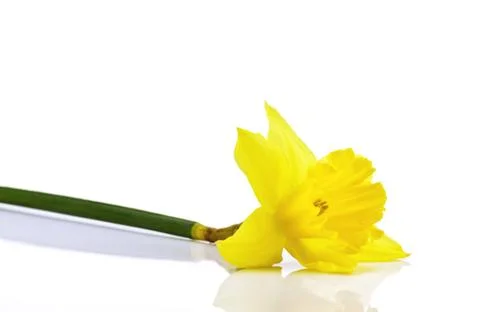 Daffodil Stock Photos