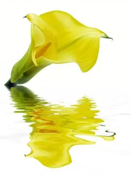 Daffodil Stock Photos