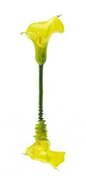 Daffodil Stock Photos